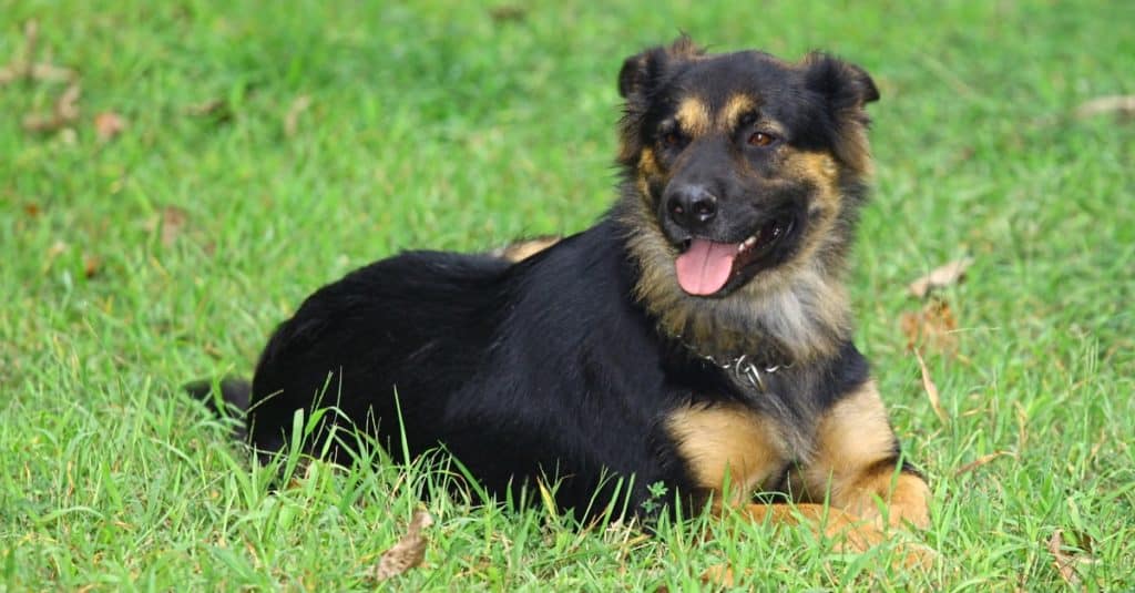 Bear the German Shepherd Rottweiler mix, Shepweiler, outside in a grass field enjoying the last of the summer days