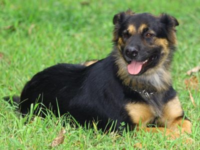 Shepweiler Dog Breed Complete Guide | AZ Animals