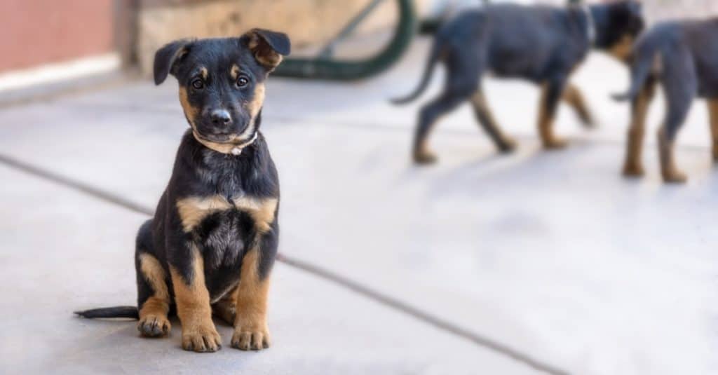 Cute and Friendly Shepherd Rottweiler Mix Puppy
