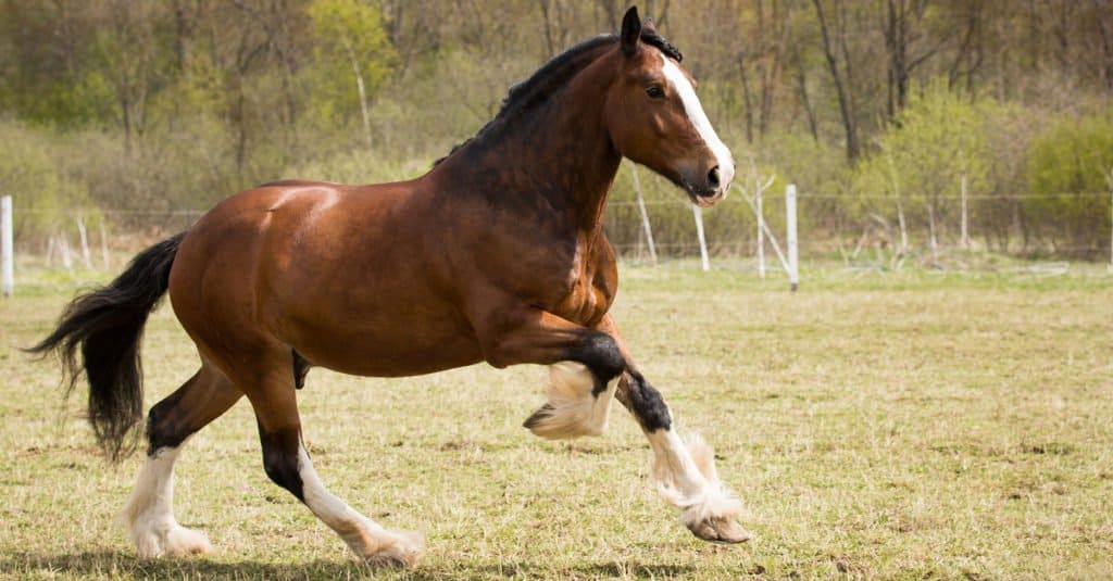 Biggest Horses: Shire