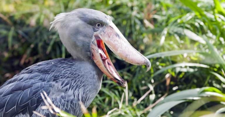 The Shoebill Stork, also known as Whalehead or Shoe-billed Stork, is a very large stork-like bird.