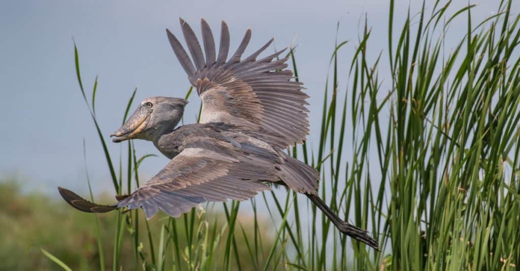 Shoebill Stork vs Human