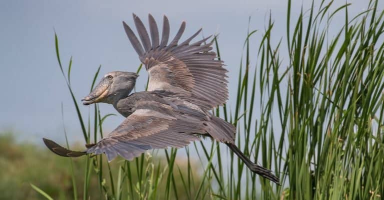 The majestic Shoebill Stork of the wetlands is an excellent fisherman.