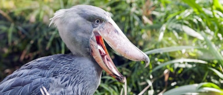 The Shoebill stork, also known as Whalehead or Shoe-billed Stork, is a very large stork-like bird.
