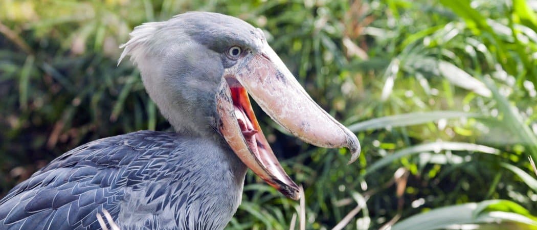 is a shoebill stork a dinosaur