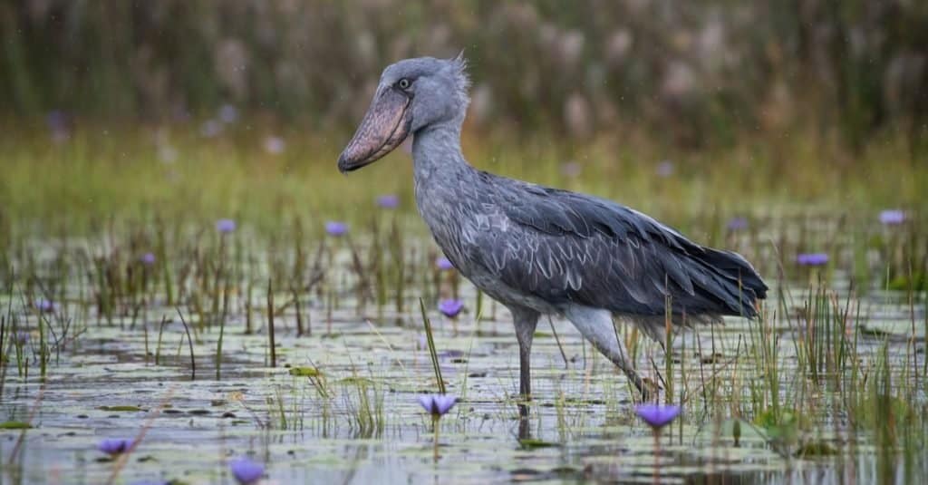 Largest birds that Start with S: Shoebill stork.