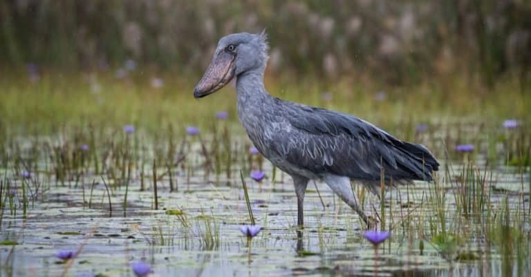 The Shoebill stork, Balaeniceps rex, also known as Whalehead or Shoe-billed Stork, is a very large Stork-like bird.
