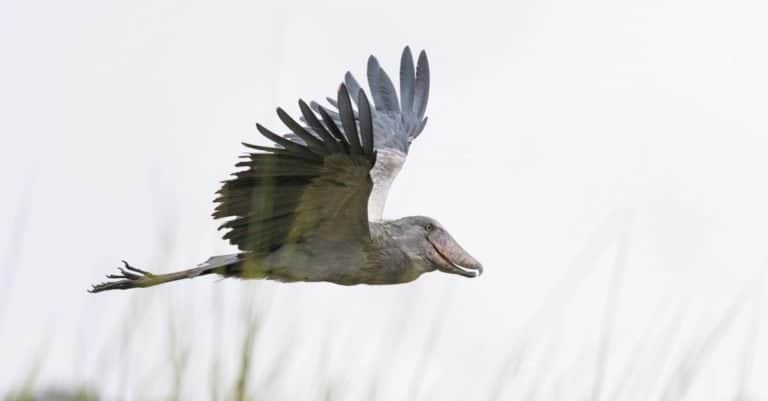 The Shoebill or Balaeniceps rex flying above the grass of Uganda's wetlands.