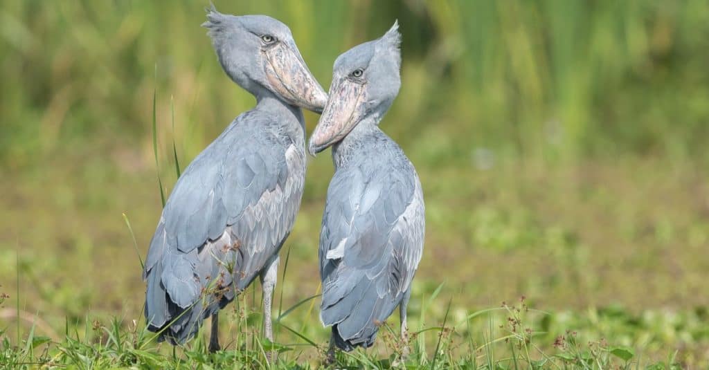 A pair of Shoebill Stork standing in a wetland in Uganda.