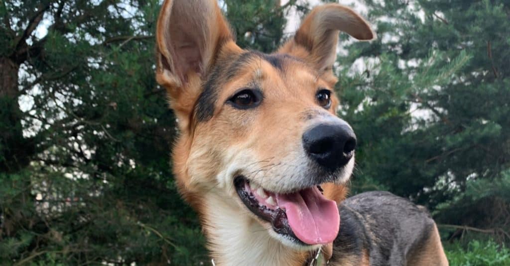 Border Collie, German Shepherd mix, Shollie, standing in a field