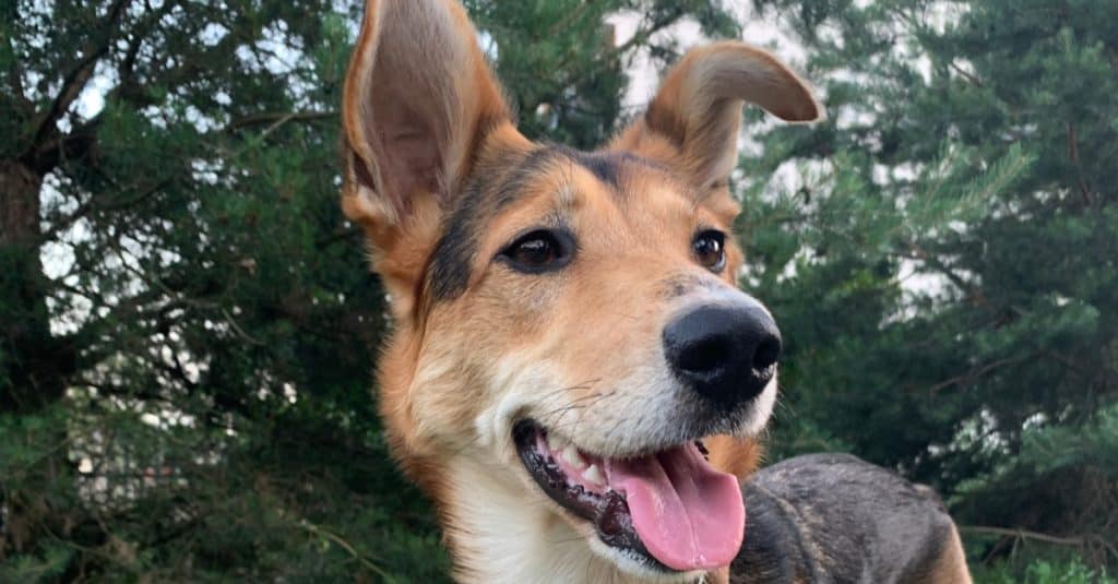 Border Collie Mix German Shepherd, Shollie, standing in a field