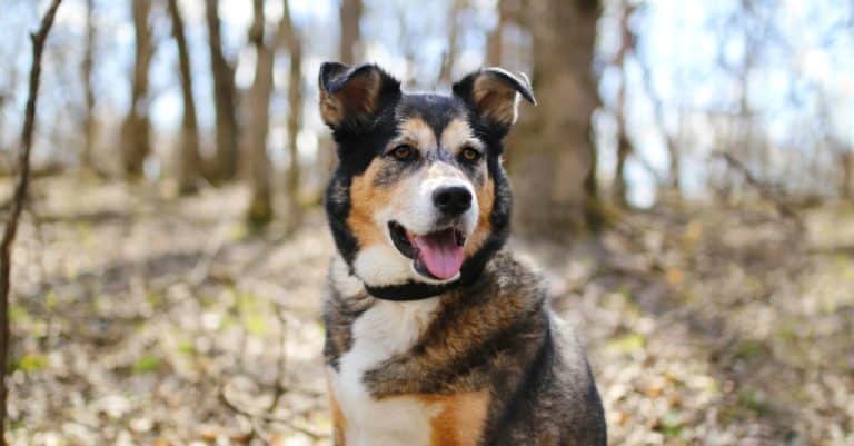 A beautiful old, German Shepherd - Border Collie Mix breed dog, Shollie, is sitting outside in the deciduous forest, listening with his ears perked up.