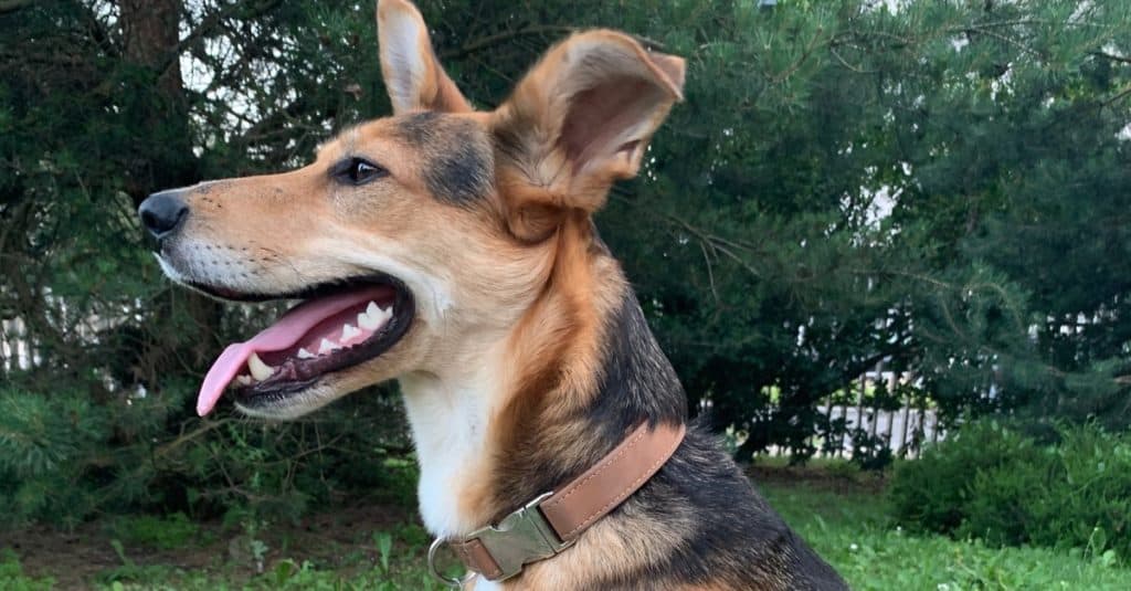 German Shepherd, Border Collie mix, Shollie, sitting in a field