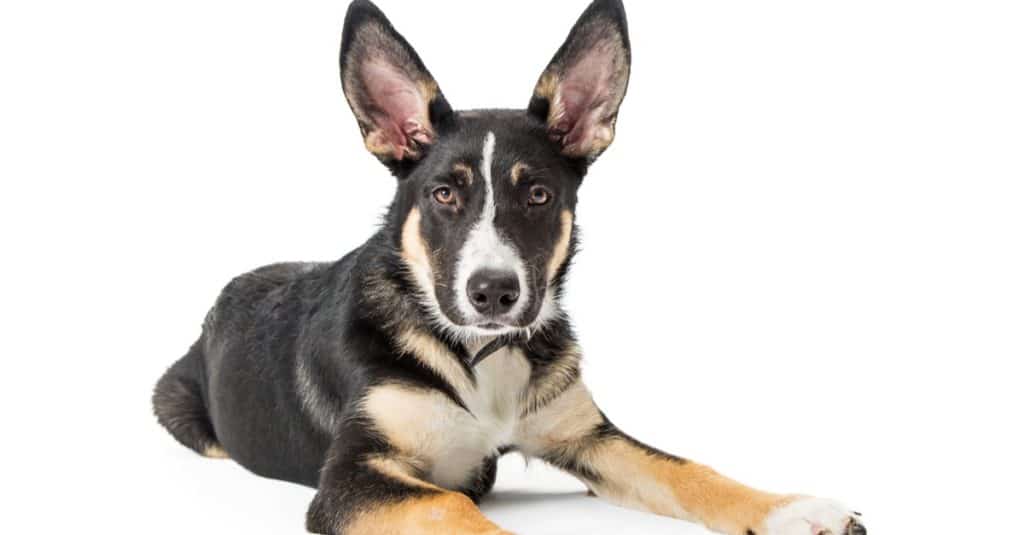 Young Shepherd and Border Collie mixed breed, Shollie, dog with big perky ears lying down on white background.
