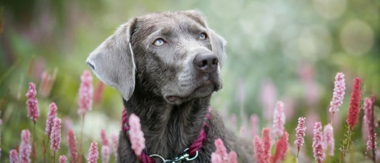 Silver Labrador with pink flowers