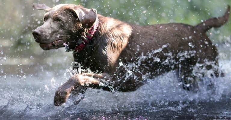 Silver Labrador running in water