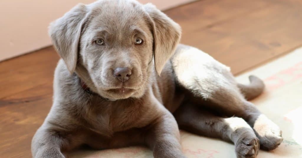 Silver lab puppy with blue outlet eyes