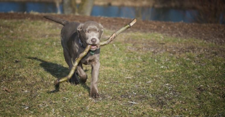 Silver Labrador retrieving and playing with a stick