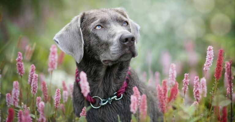 Silver Labrador in a field with pink flowers