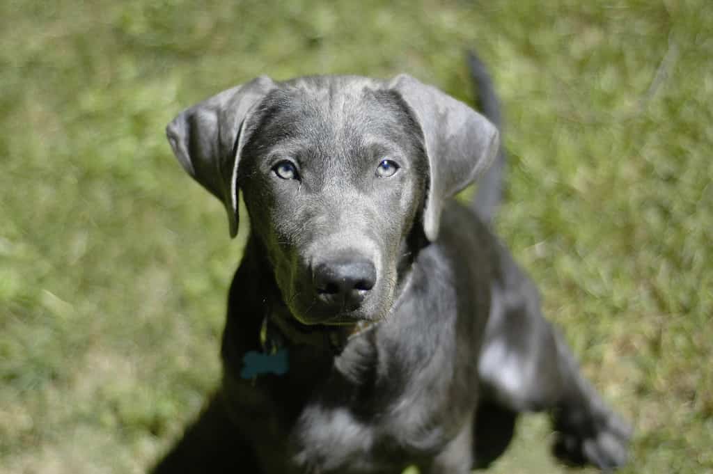 Silver lab clearance coat