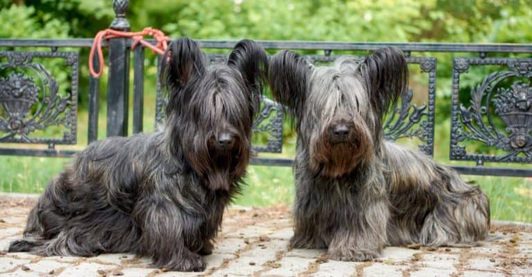 Two Skye Terrier dogs walk in the Park in the summer on the green grass