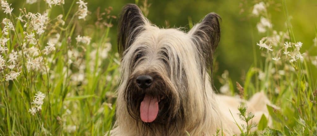 Skye Terrier close-up