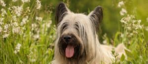 Skye Terrier close-up