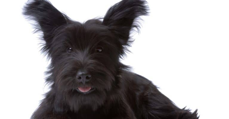 Skye terrier isolated on white background