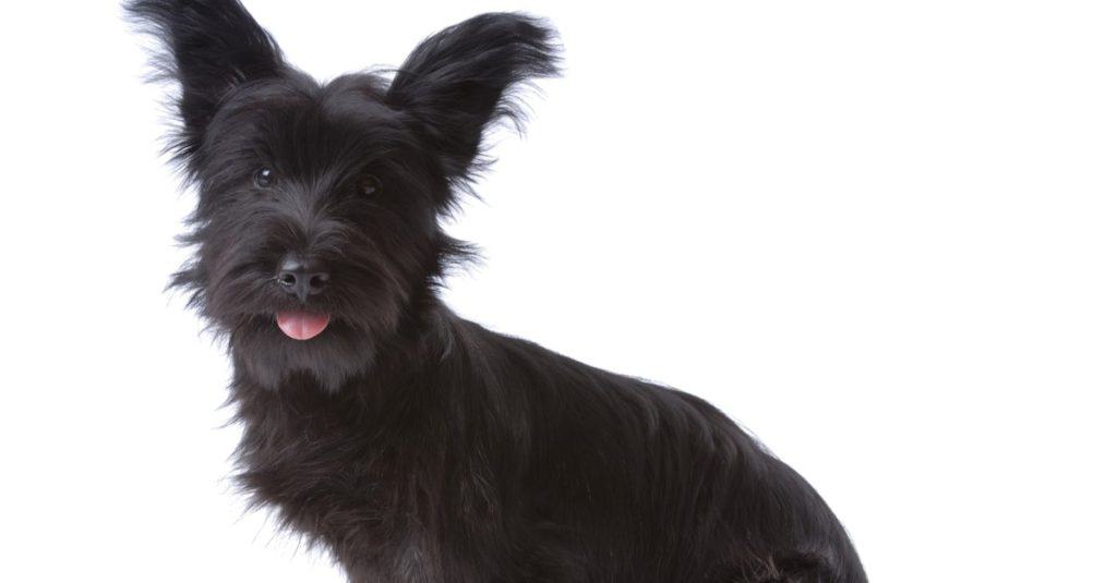 does the skye terrier bark a lot