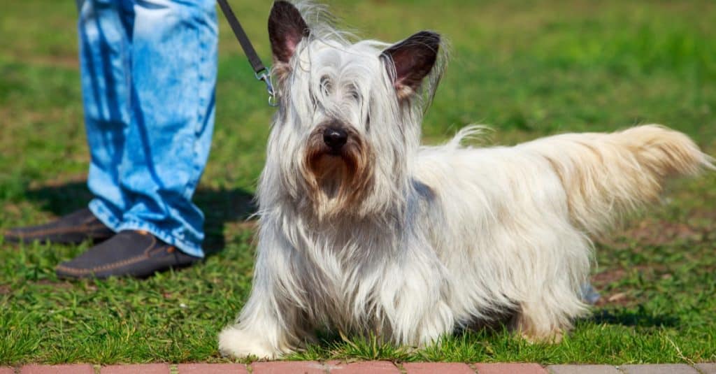 Skye Terrier stands on green grass
