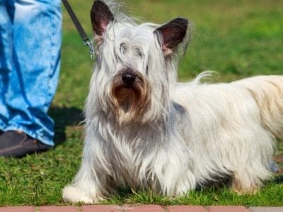 Skye Terrier Dog Breed Complete Guide | AZ Animals