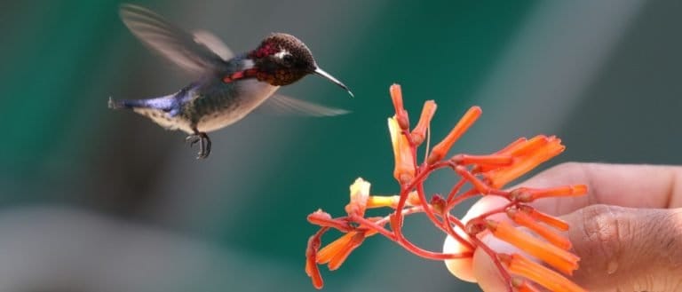Smallest Animals