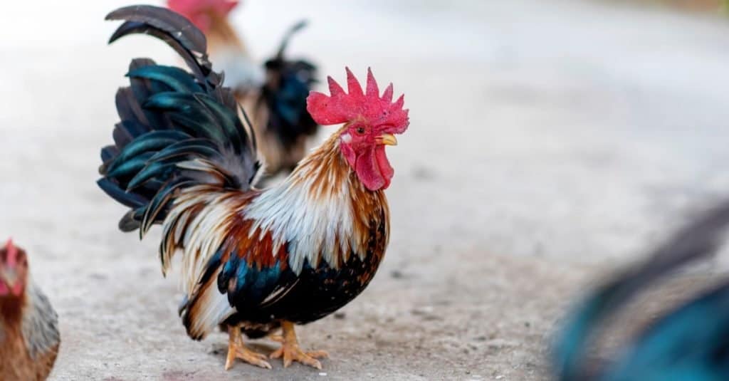 Smallest Animals: Chicken