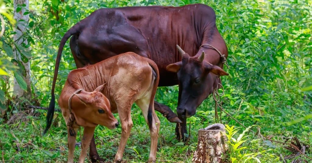 Smallest Animals: Cows