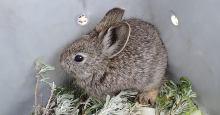 Smallest Animals: Rabbits