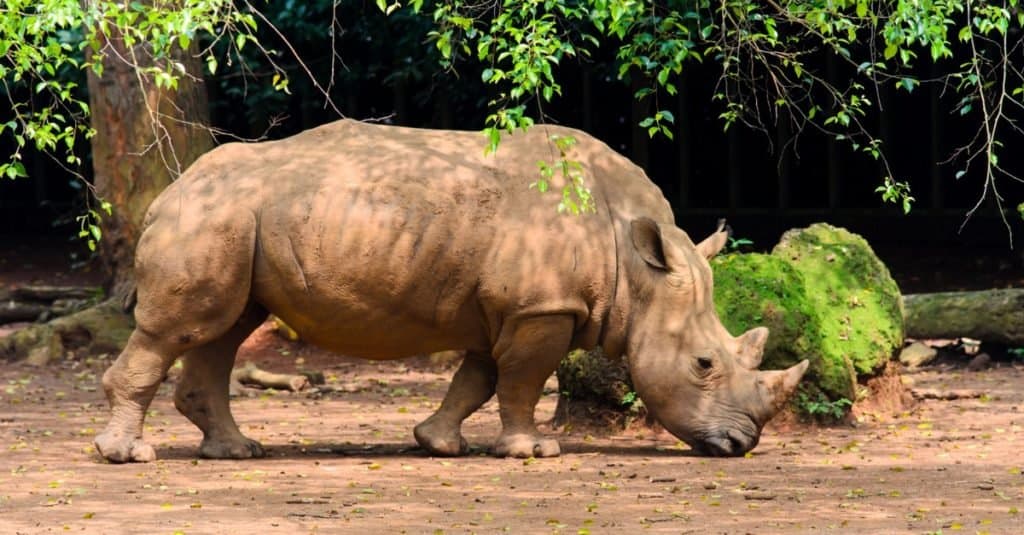 Smallest Animals: RhinocerosSmallest Animals: Rhinoceros