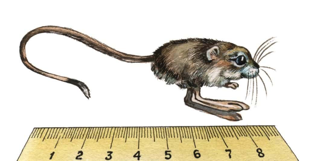 Smallest Animals: Rodents