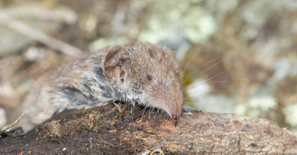 Smallest Animals: Shrews