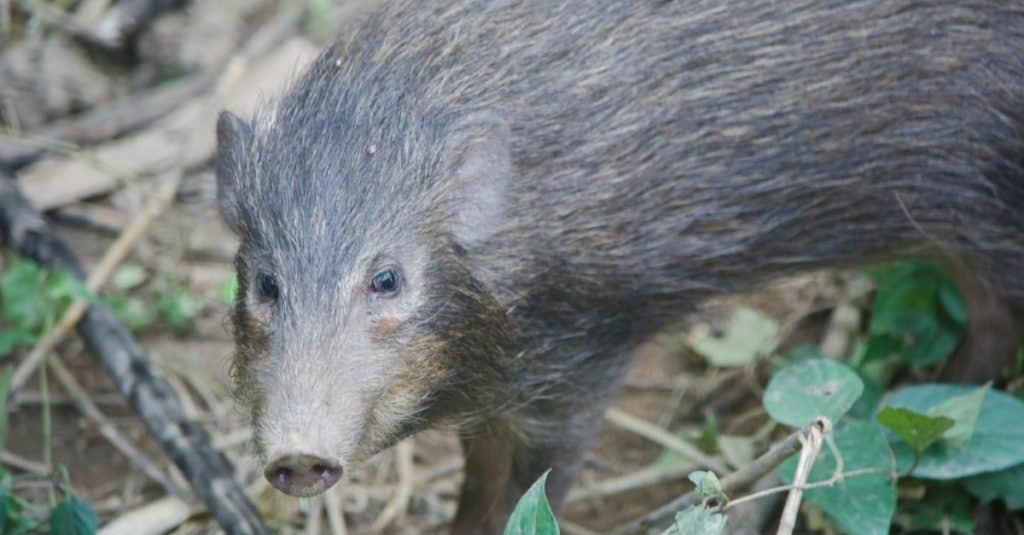 Feral hogs damage habitats and wildlife