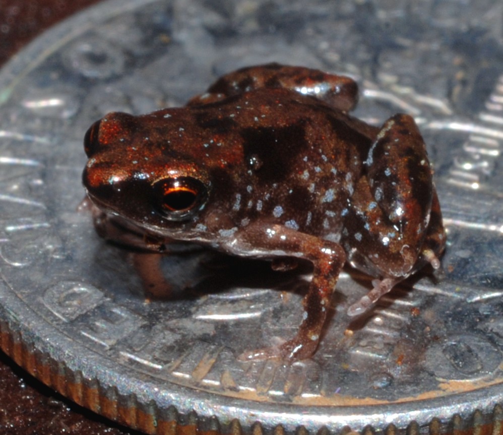 Smallest Animals: Frogs