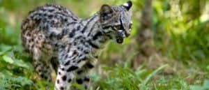 The Top 10 Smallest Wild Cats in the World Picture