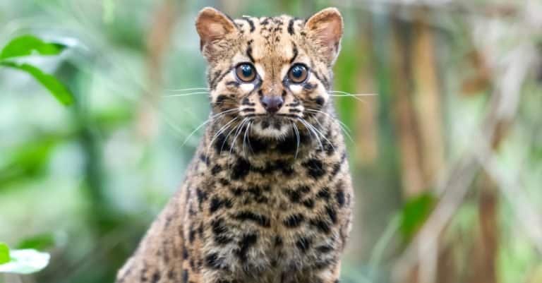 Smallest Cats_ Bornean Marbled Cat
