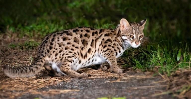 Smallest Cats: Leopard Cat