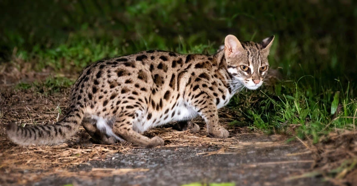 The Top 10 Smallest Cats In The World Imp World