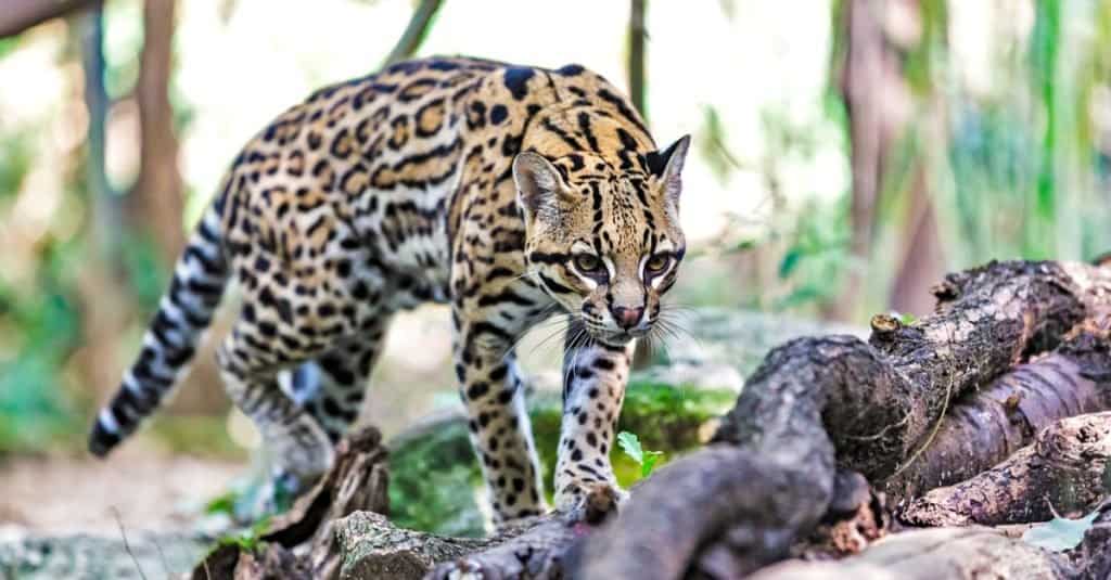 Smallest Cats: Margay