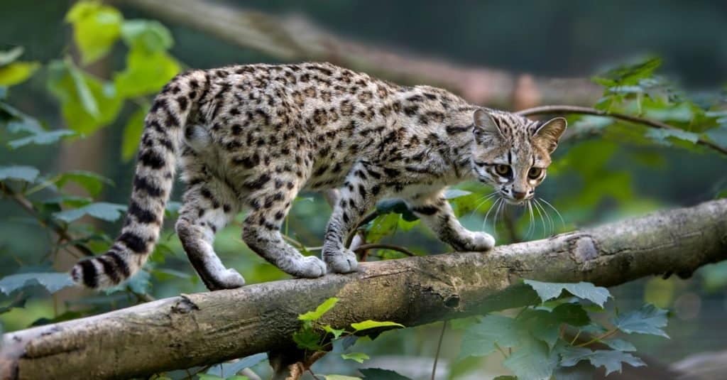 The Top 10 Smallest Cats in the World - AZ Animals