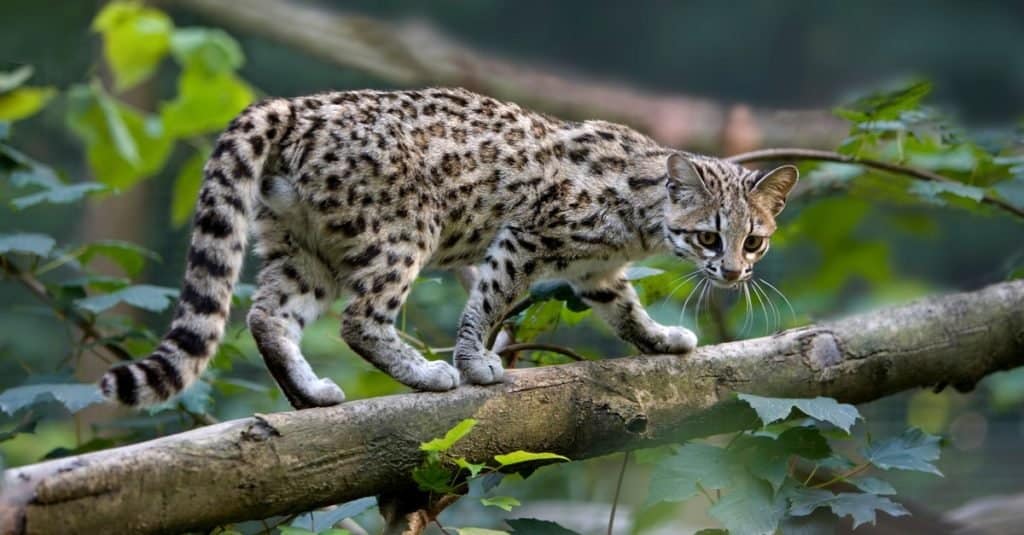 Best Rusty Spotted Cat Breeds