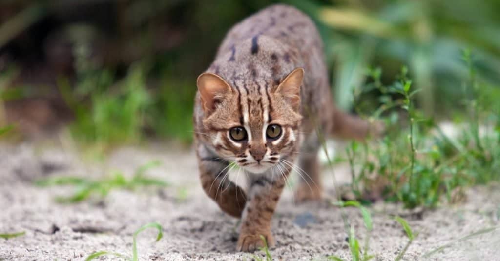 rusty spotted cat Lifestyle