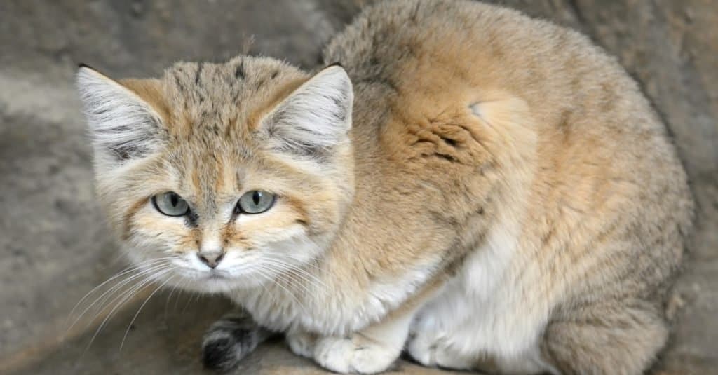 Smallest Cats_ Sand Dune Cat