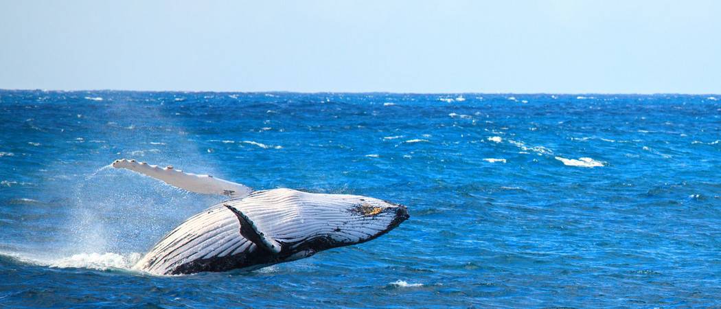 wildlife-in-south-atlantic-types-of-south-atlantic-animals-a-z-animals